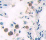 Small Ubiquitin Related Modifier Protein 2 (Sumo2) Polyclonal Antibody, Cat#CAU22335