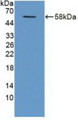 Western Blot; Sample: Recombinant TRAF1, Human.