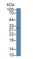 Western Blot; Sample: Mouse Pancreas lysate; &lt;br/&gt;Primary Ab: 1µg/ml Rabbit Anti-Mouse MTAP Antibody&lt;br/&gt;Second Ab: 0.2µg/mL HRP-Linked Caprine Anti-Rabbit IgG Polyclonal Antibody&lt;br/&gt;