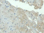 DAB staining on IHC-P; Samples: Rat Heart Tissue; Primary Ab: 10µg/ml Rabbit Anti-Rat PPOX Antibody Second Ab: 2µg/mL HRP-Linked Caprine Anti-Rabbit IgG Polyclonal Antibody