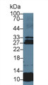 Western Blot; Sample: Human Lung lysate; Primary Ab: 5µg/ml Rabbit Anti-Human SOSTDC1 Antibody Second Ab: 0.2µg/mL HRP-Linked Caprine Anti-Rabbit IgG Polyclonal Antibody