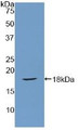 Western Blot; Sample: Recombinant SFRP1, Rat.