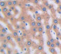 Secreted Frizzled Related Protein 4 (Sfrp4) Polyclonal Antibody, Cat#CAU22370