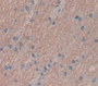 Secreted Frizzled Related Protein 4 (Sfrp4) Polyclonal Antibody, Cat#CAU22373