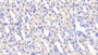 DAB staining on IHC-P; Samples: Rat Stomach Tissue; Primary Ab: 20μg/ml Rabbit Anti-Rat PRDX2 Antibody Second Ab: 2µg/mL HRP-Linked Caprine Anti-Rabbit IgG Polyclonal Antibody