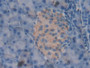 DAB staining on IHC-P; Samples: Mouse Kidney Tissue