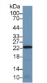 Western Blot; Sample: Mouse Kidney lysate; Primary Ab: 1µg/ml Rabbit Anti-Human PRDX2 Antibody Second Ab: 0.2µg/mL HRP-Linked Caprine Anti-Rabbit IgG Polyclonal Antibody