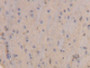 DAB staining on IHC-P; Samples: Rat Brain Tissue;  Primary Ab: 20µg/ml Rabbit Anti-Rat PRDX6 Antibody Second Ab: 2µg/mL HRP-Linked Caprine Anti-Rabbit IgG Polyclonal Antibody 