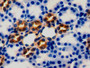 DAB staining on IHC-P; Samples: Rat Kidney Tissue;  Primary Ab: 10µg/ml Rabbit Anti-Rat PRDX5 Antibo