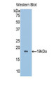 Western Blot; Sample: Recombinant protein.