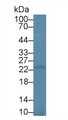 Western Blot; Sample: Rat Brain lysate; Primary Ab: 2µg/mL Rabbit Anti-Mouse PRDX3 Antibody Second Ab: 0.2µg/mL HRP-Linked Caprine Anti-Rabbit IgG Polyclonal Antibody