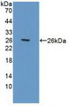 Western Blot; Sample: Recombinant POLg1, Human.