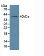Western Blot; Sample: Human K562 Cells.