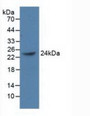 Western Blot; Sample: Recombinant PCGF4, Human.