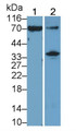 Western Blot; Sample: Recombinant protein.