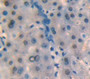 Nuclear Transcription Factor Y Gamma (Nfyc) Polyclonal Antibody, Cat#CAU22424