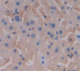 Chordin Like Protein 2 (Chrdl2) Polyclonal Antibody, Cat#CAU22433