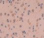 Myotubularin Related Protein 9 (Mtmr9) Polyclonal Antibody, Cat#CAU22436