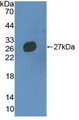 Western Blot; Sample: Recombinant MMRN2, Mouse.