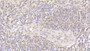 DAB staining on IHC-P; Samples: Human Spleen Tissue; Primary Ab: 20μg/ml Rabbit Anti-Human MFAP4 Antibody Second Ab: 2µg/mL HRP-Linked Caprine Anti-Rabbit IgG Polyclonal Antibody
