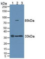 Western Blot; Sample: Lane1: Human Lung Tissue; Lane2: Human Hela Cells; Lane3: Mouse Brain Tissue.