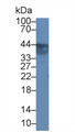 Western Blot; Sample: Rat Bladder lysate; ;Primary Ab: 1µg/ml Rabbit Anti-Human UPK3A Antibody;Second Ab: 0.2µg/mL HRP-Linked Caprine Anti-Rabbit IgG Polyclonal Antibody;