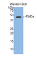 Western Blot; Sample: Recombinant protein.