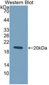 Western Blot; Sample: Recombinant protein.