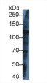 Western Blot; Sample: Human U2OS cell lysate; ;Primary Ab: 1µg/ml Rabbit Anti-Rat KIF5A Antibody;Second Ab: 0.2µg/mL HRP-Linked Caprine Anti-Rabbit IgG Polyclonal Antibody;