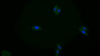 FITC staining on IF; Samples: Human MCF7 cell;  Primary Ab: 20μg/ml Rabbit Anti-Rat KIF5A Antibody Second Ab: 1.5μg/ml FITC-Linked Caprine Anti-Rabbit IgG Polyclonal Antibody 