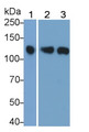 Western Blot; Sample: Recombinant protein.