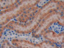 DAB staining on IHC-P; Samples: Mouse Kidney Tissue; Primary Ab: 10µg/ml Rabbit Anti-Mouse JAK3 Antibody Second Ab: 2µg/mL HRP-Linked Caprine Anti-Rabbit IgG Polyclonal Antibody