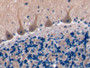 DAB staining on IHC-P; Samples: Human Cerebellum Tissue;  Primary Ab: 10µg/ml Rabbit Anti-Human TSPA
