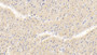 DAB staining on IHC-P; Samples: Human Heart Tissue;  Primary Ab: 30µg/ml Rabbit Anti-Human FBLN4 Antibody Second Ab: 2µg/mL HRP-Linked Caprine Anti-Rabbit IgG Polyclonal Antibody 