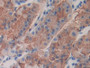 DAB staining on IHC-P; Samples: Human Stomach Tissue; Primary Ab: 30µg/ml Rabbit Anti-Human FBLN4 Antibody Second Ab: 2µg/mL HRP-Linked Caprine Anti-Rabbit IgG Polyclonal Antibody