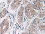 DAB staining on IHC-P; Samples: Human Stomach Tissue; Primary Ab: 10µg/ml Rabbit Anti-Human NID2 Antibody Second Ab: 2µg/mL HRP-Linked Caprine Anti-Rabbit IgG Polyclonal Antibody