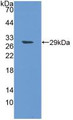 Western Blot; Sample: Recombinant SPON1, Human.