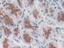 DAB staining on IHC-P; Samples: Human Stomach Tissue; Primary Ab: 20µg/ml Rabbit Anti-Human SPON2 Antibody Second Ab: 2µg/mL HRP-Linked Caprine Anti-Rabbit IgG Polyclonal Antibody