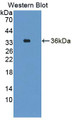 Western Blot; Sample: Recombinant protein.