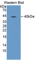 Western Blot; Sample: Recombinant TERF2, Human.