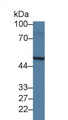 Western Blot; Sample: Rat Liver lysate; Primary Ab: 2µg/ml Rabbit Anti-Rat DOK3 Antibody Second Ab: 0.2µg/mL HRP-Linked Caprine Anti-Rabbit IgG Polyclonal Antibody