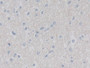 DAB staining on IHC-P; Samples: Human Cerebrum Tissue;  Primary Ab: 30µg/ml Rabbit Anti-Human CUL9 A