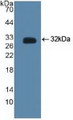 Western Blot; Sample: Recombinant CTBP2, Human.