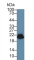 Western Blot; Sample: Rat Heart lysate; ;Primary Ab: 1µg/ml Rabbit Anti-Rat HSPb6 Antibody;Second Ab: 0.2µg/mL HRP-Linked Caprine Anti-Rabbit IgG Polyclonal Antibody;