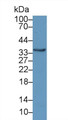 Western Blot; Sample: Mouse Kidney lysate; Primary Ab: 1µg/ml Rabbit Anti-Human CRYl1 Antibody Second Ab: 0.2µg/mL HRP-Linked Caprine Anti-Rabbit IgG Polyclonal Antibody