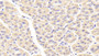 DAB staining on IHC-P; Samples: Mouse Stomach Tissue; Primary Ab: 20μg/ml Rabbit Anti-Mouse CRYgS Antibody Second Ab: 2µg/mL HRP-Linked Caprine Anti-Rabbit IgG Polyclonal Antibody