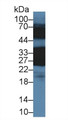 Western Blot; Sample: Rat Eye lysate; Primary Ab: 0.5µg/ml Rabbit Anti-Mouse CRYbB1 Antibody Second Ab: 0.2µg/mL HRP-Linked Caprine Anti-Rabbit IgG Polyclonal Antibody