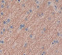 Complexin 2 (Cplx2) Polyclonal Antibody, Cat#CAU22541