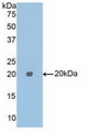 Western Blot; Sample: Recombinant CPE, Human.