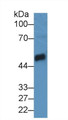 Western Blot; Sample: Mouse Pancreas lysate; Primary Ab: 2µg/mL Rabbit Anti-Rat CPB1 Antibody Second Ab: 0.2µg/mL HRP-Linked Caprine Anti-Rabbit IgG Polyclonal Antibody